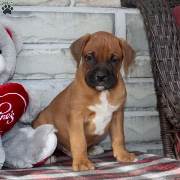 Bronco, Boxer Puppy